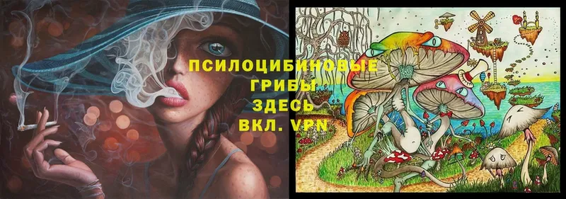 купить   Лодейное Поле  mega рабочий сайт  Псилоцибиновые грибы Psilocybe 